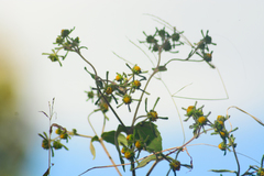 Sigesbeckia orientalis