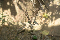 Hypoestes phyllostachya