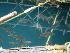 Barbonymus schwanefeldii