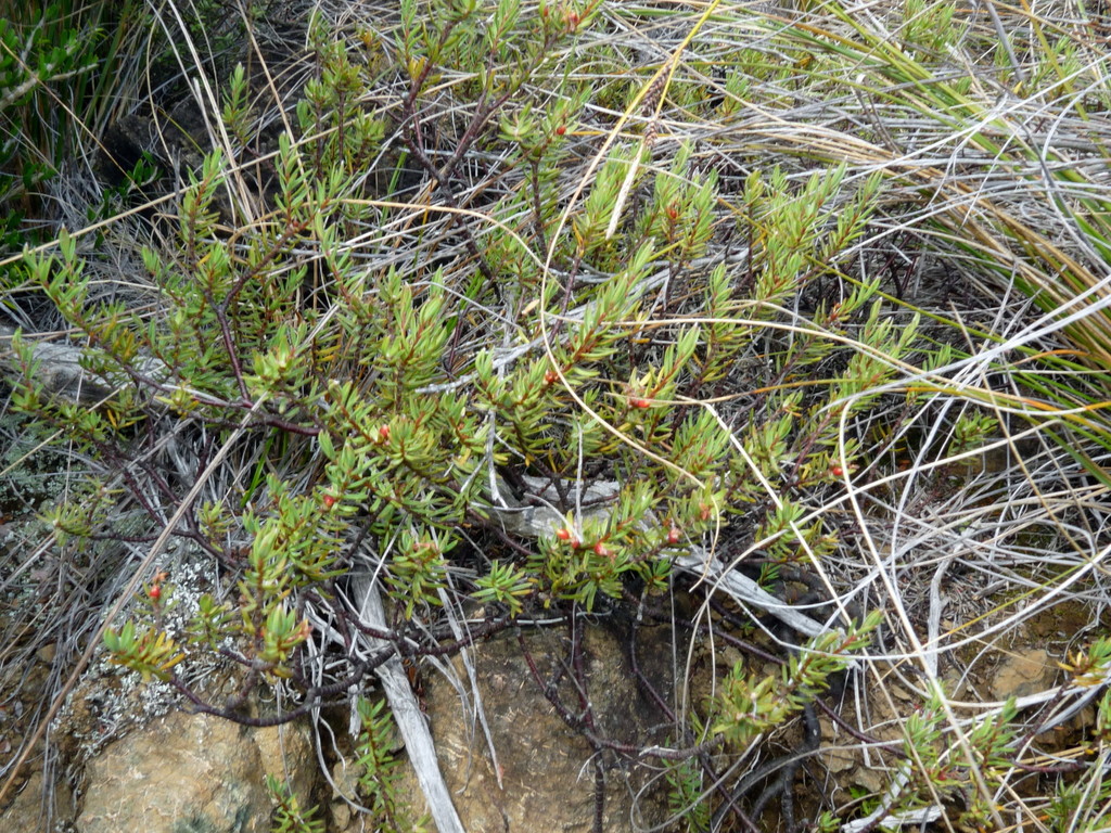 Pimelea suteri, Maitai, Nelson, New Zealand, by harrylurling