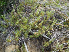 Pimelea suteri
