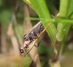 Photinus obscurellus