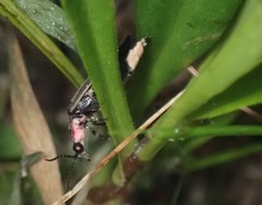 Photinus obscurellus