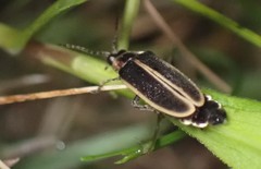 Photinus obscurellus