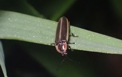 Photinus obscurellus