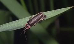 Photinus obscurellus