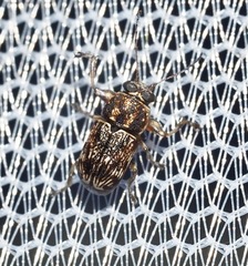 Pachybrachis texanus