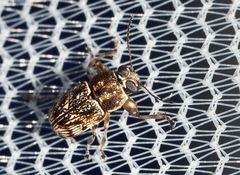 Pachybrachis texanus