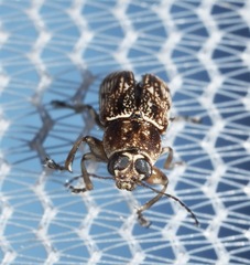 Pachybrachis texanus