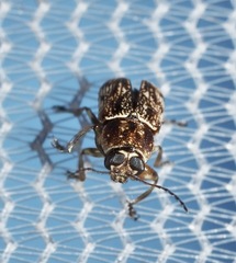 Pachybrachis texanus