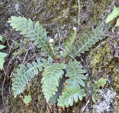 Asplenium aureum