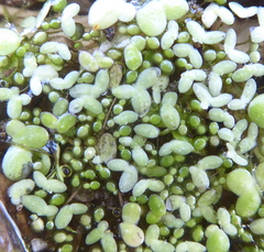 Lemna aequinoctialis