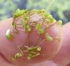 Lemna aequinoctialis