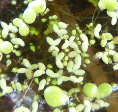 Lemna aequinoctialis