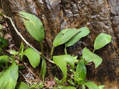 Philodendron flumineum