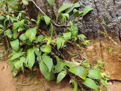 Philodendron flumineum