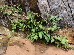 Philodendron flumineum