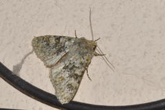 Polymixis flavicincta