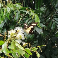 Heraclides torquatus