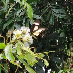 Heraclides torquatus