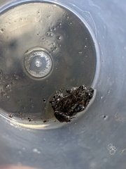 Capensibufo tradouwi