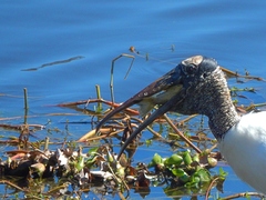 Mycteria americana image