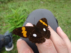 Adelpha leucophthalma