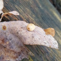 Cynips quercusfolii