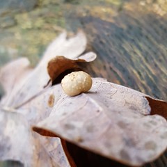 Cynips quercusfolii