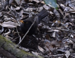 Turdus merula cabrerae