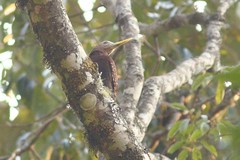 Blythipicus pyrrhotis