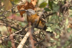 Pomatorhinus superciliaris