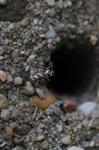 Zebra Jumping Spider, 1761 Anna Paulowna, Nederland, photo 7 of 10