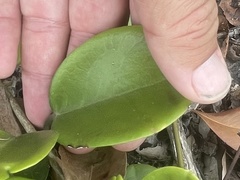Hoya australis australis