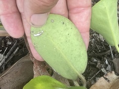 Hoya australis australis