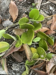 Hoya australis australis
