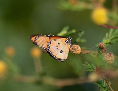 Danaus chrysippus dorippus