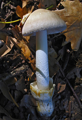 Amanita argentea