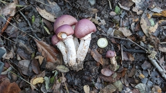 Cortinarius lebre