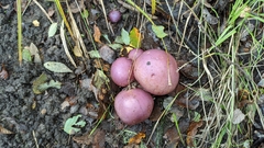 Cortinarius lebre