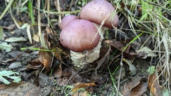 Cortinarius lebre
