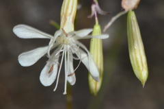 Silene saxatilis