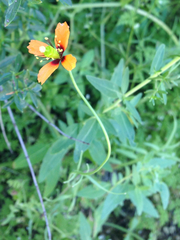 Papaver heterophyllum