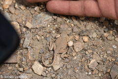 Phrynocephalus theobaldi