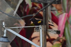 Icterus pyrrhopterus valenciobuenoi