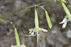 Silene saxatilis
