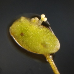 Lemna aequinoctialis