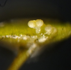 Lemna aequinoctialis