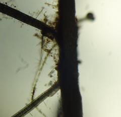 Lemna aequinoctialis
