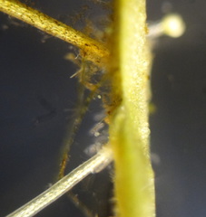 Lemna aequinoctialis